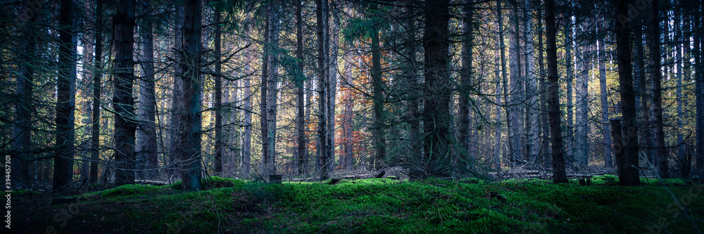 Obraz premium autumn in the forest