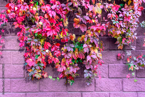 Colourful foliage of decorative grapes on the pink stone wall, close up. Multi coloured fall background.