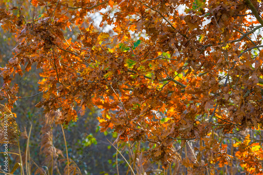 Trees in autumn colors in a forest wetland under a cloudy sky in sunlight at fall, Almere, Flevoland, The Netherlands, November 22, 2020