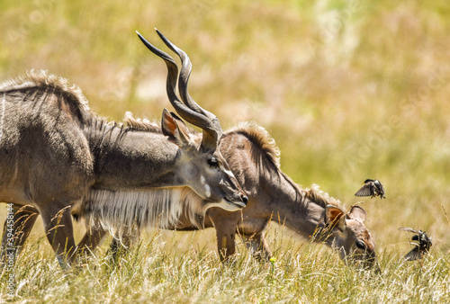 red wildebeest in the savannah