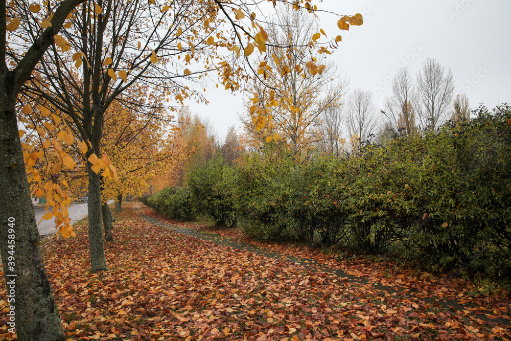 Trees and shrubs with yellow leaves and without leaves on a rainy cloudy autumn day. Trees and shrubs with yellow leaves and without leaves on a rainy cloudy autumn day.