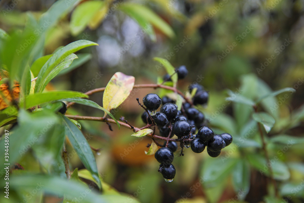 Wet black berries on a Bush on a green natural background. Drops of dew on the berries. Wet black berries on a Bush on a green natural background. Drops of dew on the berries.