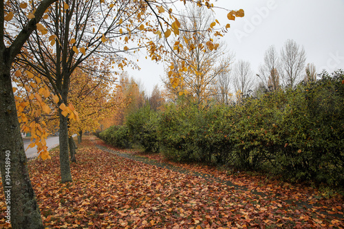 Trees and shrubs with yellow leaves and without leaves on a rainy cloudy autumn day.