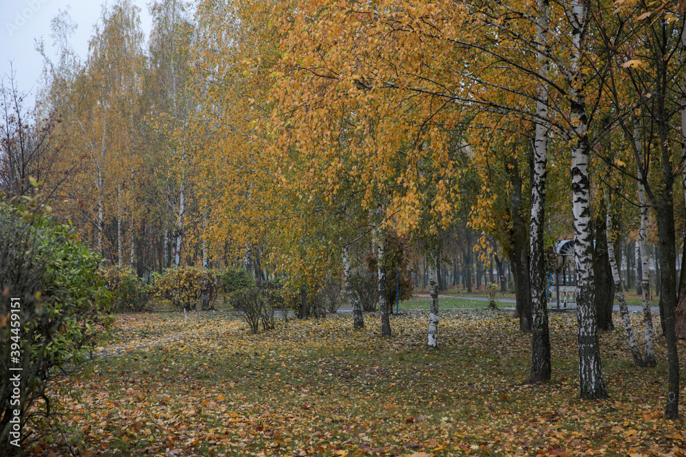 Trees with yellow leaves and without leaves on a rainy cloudy autumn day.