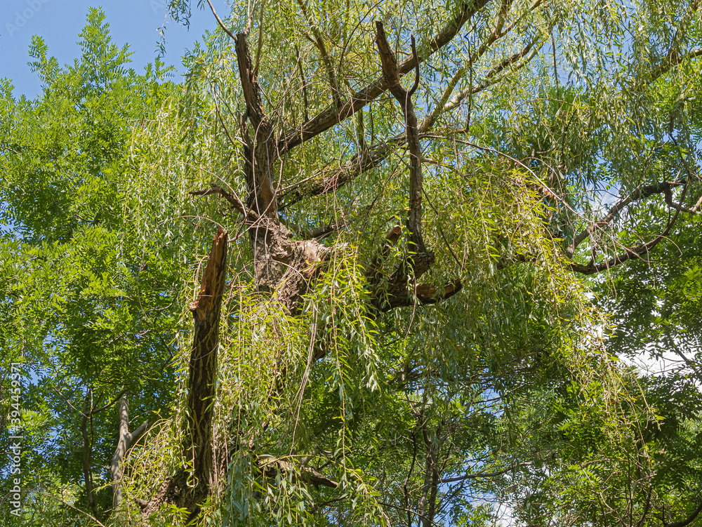 Fototapeta premium The Trunk of an Old Willow, Broken by The Wind, Is Overgrown With Young Green Shoots. An Interesting Relief Texture Was Formed from Chaotically Intertwining Branches