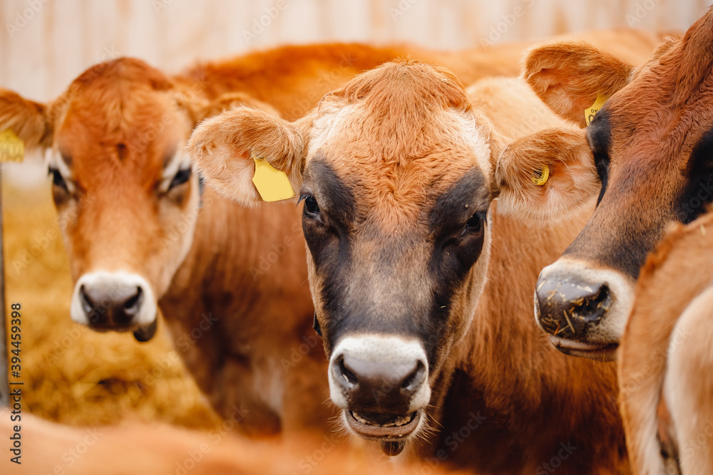 Dairy farm livestock industry. Red jersey cows stand in stall eating hay Dairy farm livestock industry. Red jersey cows stand in stall eating hay