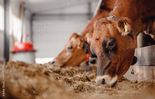 Portrait cows red jersey stand in stall eating hay. Dairy farm livestock industry