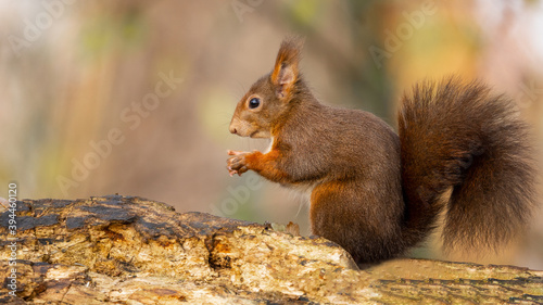 Close-up from cute little red squirrel   Sciurus   sitting on a tree trunk   branch and eating a nut