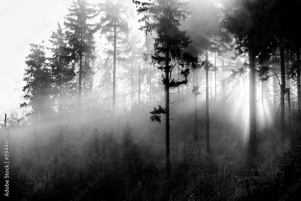 custom made wallpaper toronto digitalsunlight through misty forest trees Black & White