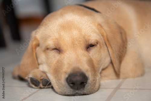 yellow lab puppy sleeping © Layn