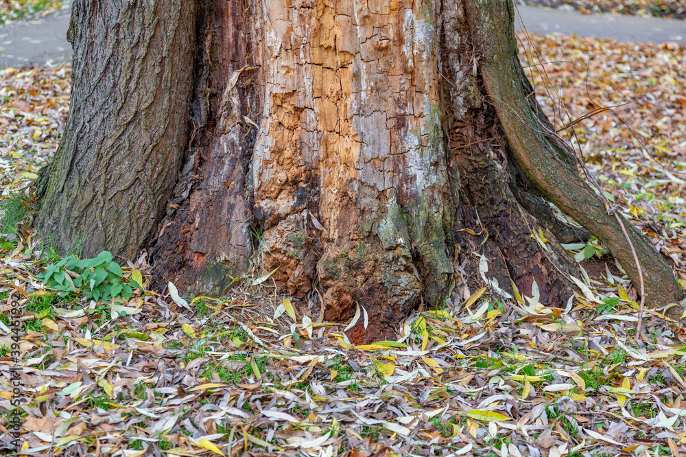 Unusual root of a deciduous perennial tree and dry fallen autumn leaves Unusual root of a deciduous perennial tree and dry fallen autumn leaves