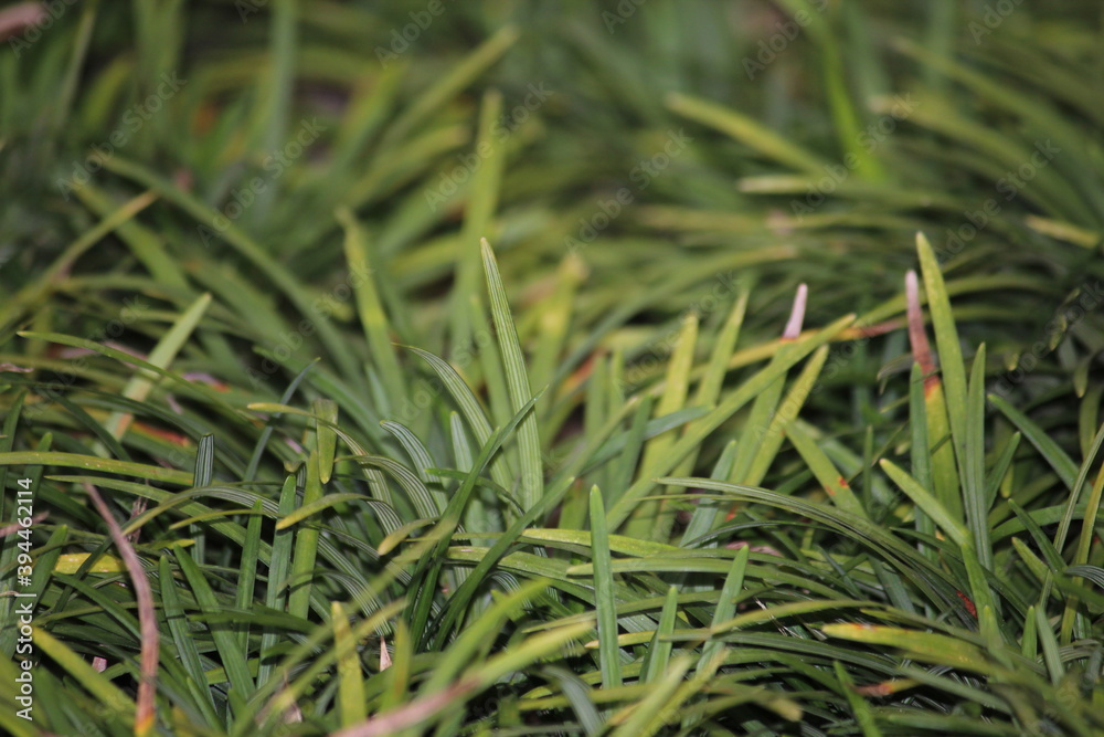 green grass green grass