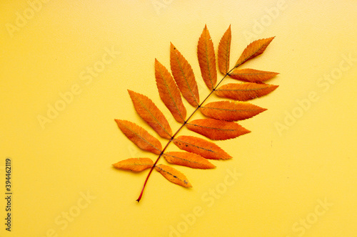 ash leaf on yellow background