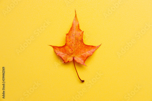 orange maple leaf on yellow background