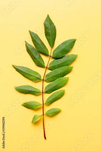 ash leaf on yellow background
