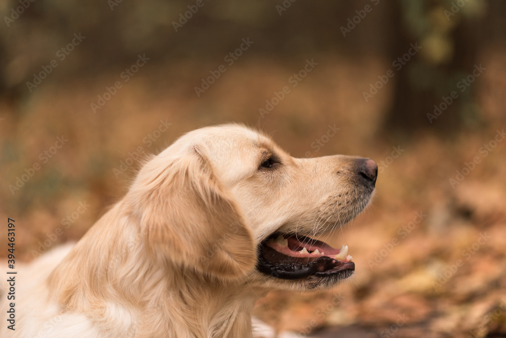 golden retriever portrait