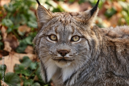 Canada lynx in the ZOO