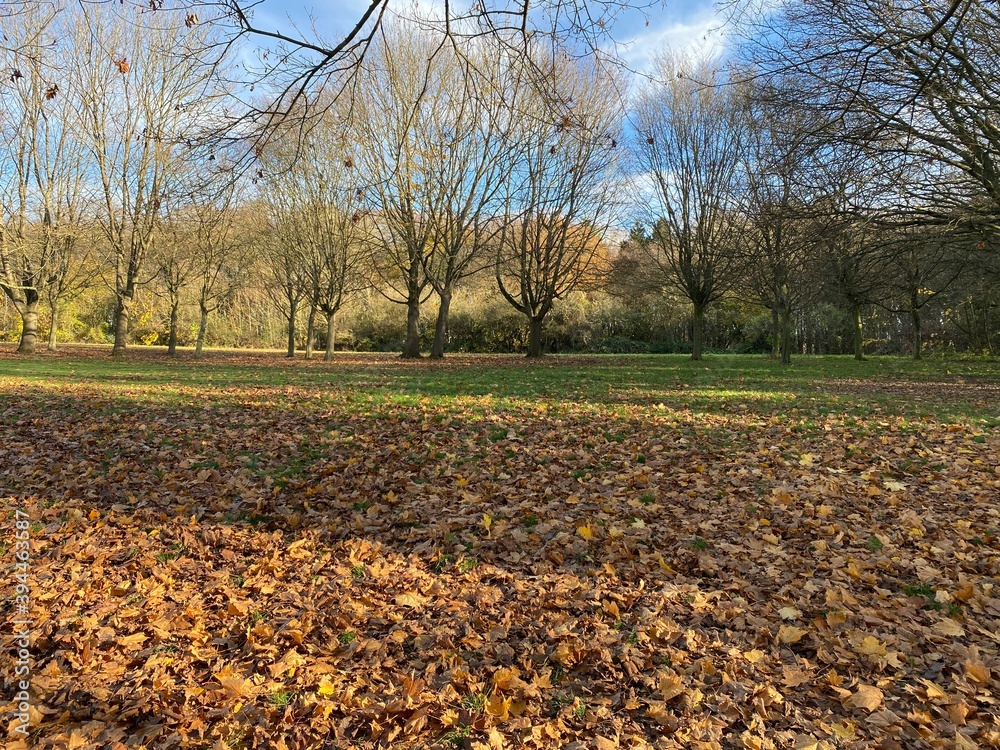 autumn in the park autumn in the park