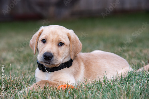 yellow lab in the grass