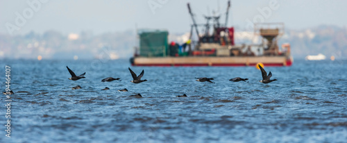 Slika na platnu Brent Goose (Branta bernicla) in flight over sea at low time