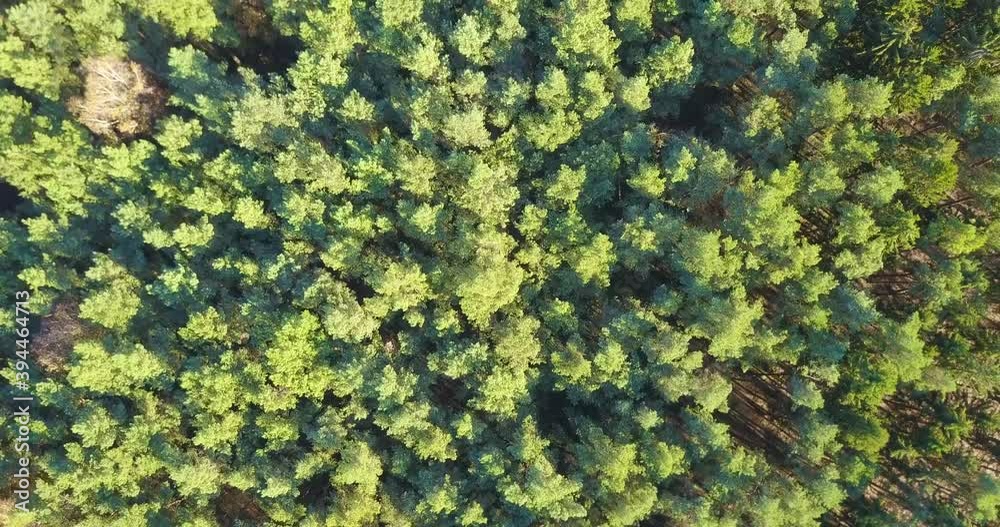 Überflug eines Wald, Nadelwald aus der Vogelperspektive: Forstwirtschaft, Klima, Umwelt 
