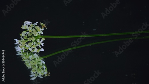 Wild carrot flowers white and green reflection on  dark background białe kwiaty dzikiej marchwi odbicie lustrzane