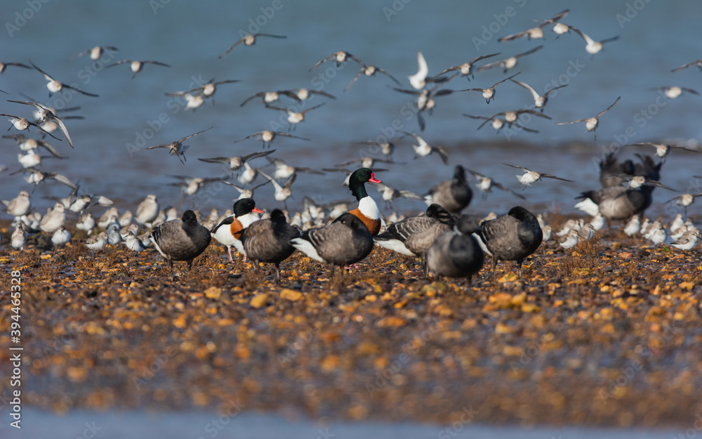 Common Shelduck (Tadorna tadorna) Dunlin and Brent Goose in environment at low tide Common Shelduck (Tadorna tadorna) Dunlin and Brent Goose in environment at low tide