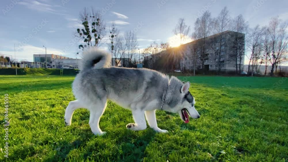 Huskies and alabai have fun in nature. Walking with dogs. Concept of love for animals. Dog walking concept. Huskies and alabai have fun in nature. Walking with dogs. Concept of love for animals. Dog walking concept.
