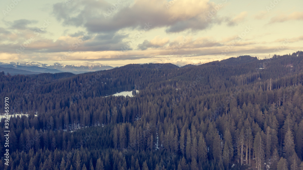 Aerial view of winter pine forest and meadows.