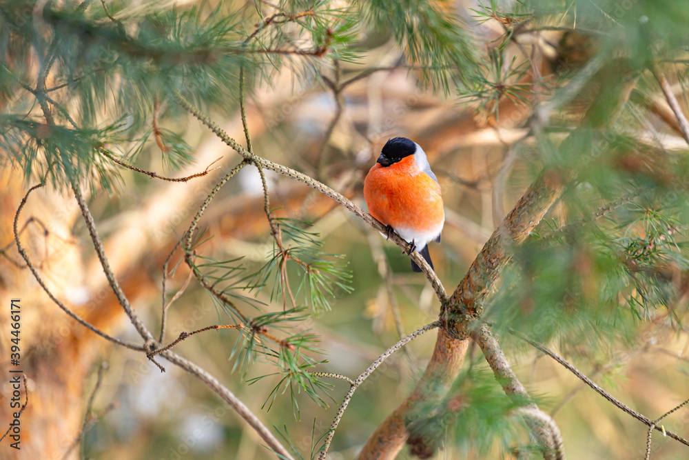The bullfinch songbird sits on a pine branch in the winter forest. Pyrrhula pyrrhula. Bird watching in the wild. The bullfinch songbird sits on a pine branch in the winter forest. Pyrrhula pyrrhula. Bird watching in the wild.