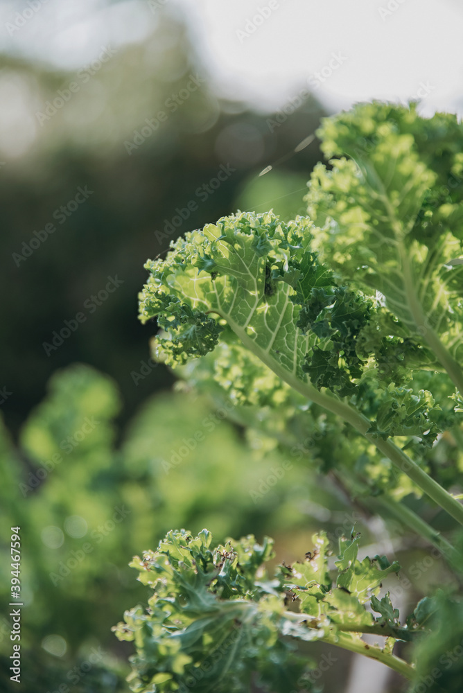 Close-up of kale leaves, Sweden Close-up of kale leaves, Sweden