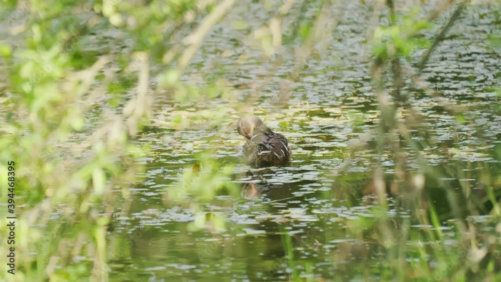 Wild ducks are cleaning feathers on an overgrown pond, camera movement Wild ducks are cleaning feathers on an overgrown pond, camera movement