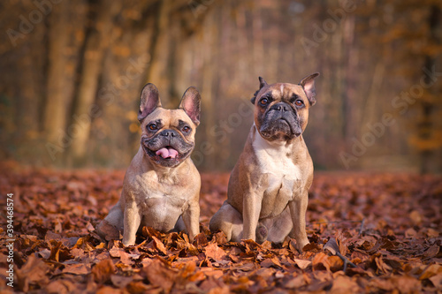 Photography Pair of French Bulldog dogs sitting in seasonal forest with orange and brown fal