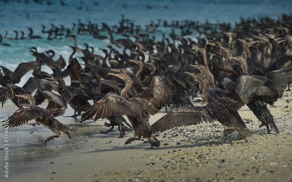 Fototapeta premium group of pelicans on the beach