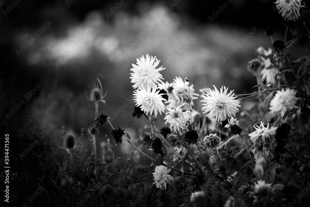 custom made wallpaper toronto digitalFlowering meadow  Black & White