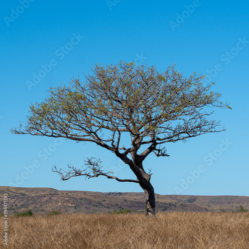 tree in the thorny desert Madagaskar