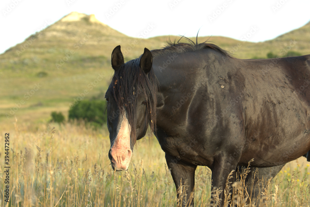 Fototapeta premium Wild Horses, black stallion portrait