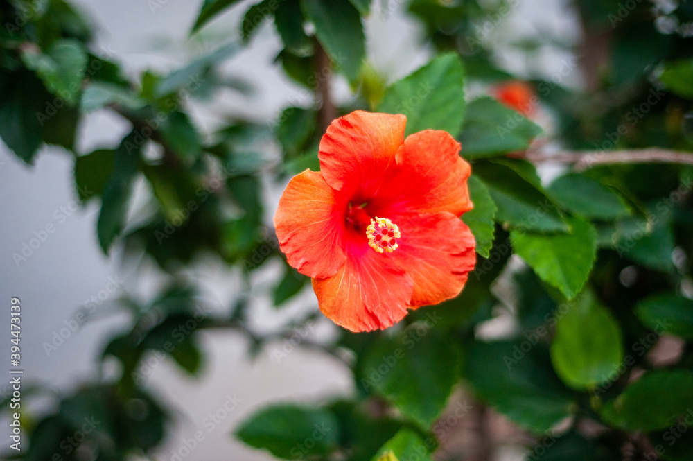 Red hibiscus flower on green leaves background
Red hibiscus flower on green leaves background