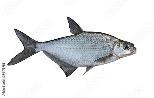 Fresh alive white-eye bream fish isolated on white background. Ballerus sapa