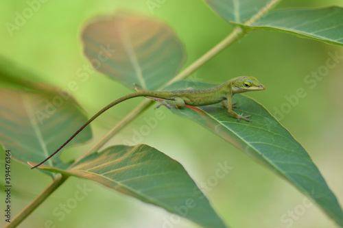 anole lizard on a branch