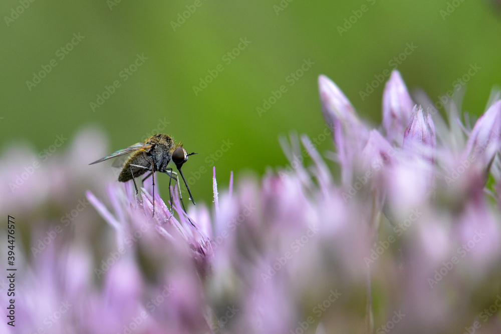 small bee fly on a flower