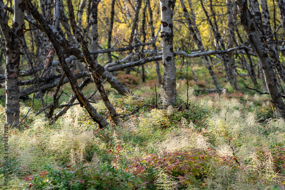 Fototapeta premium Kiruna, Sweden - september 2019