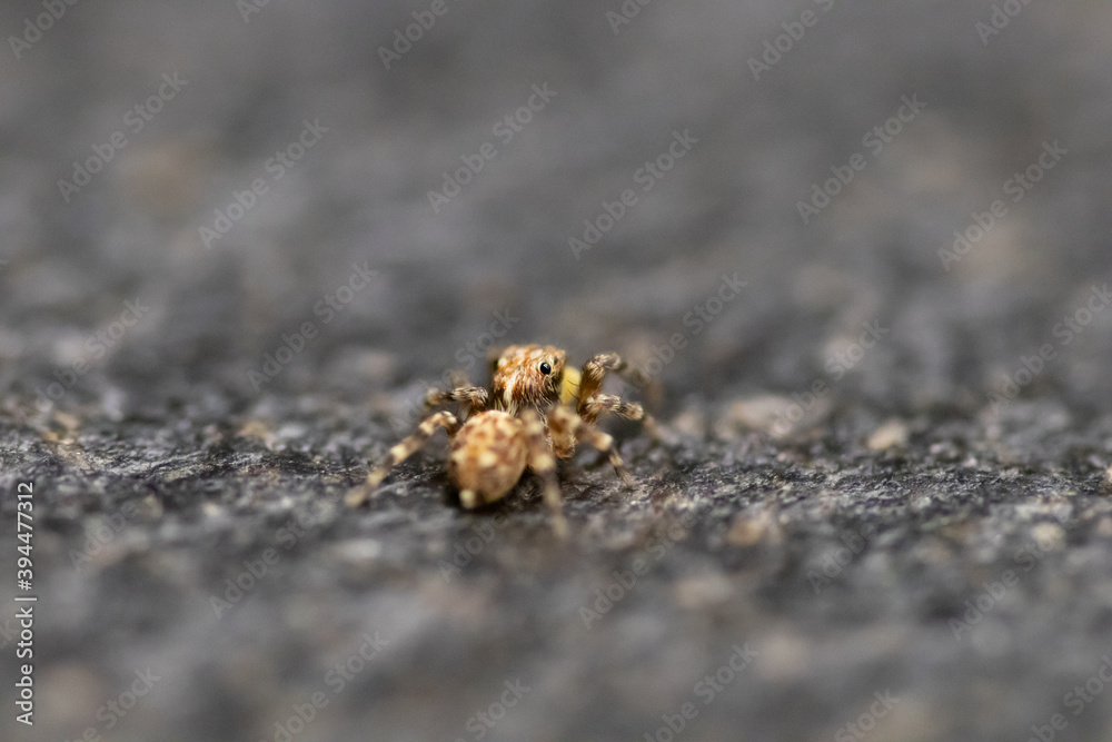 Jumping spider macro, insect details. Home wildlife safari, shot naturalistic pictures at home. Jumping spider macro, insect details. Home wildlife safari, shot naturalistic pictures at home.