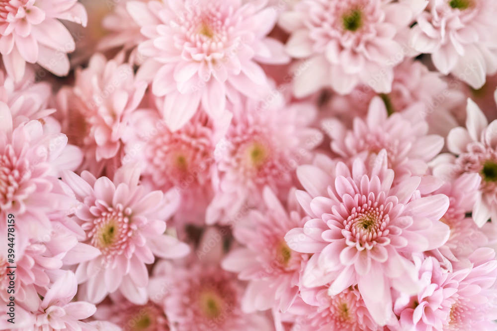 Closeup of beautiful nature pink flower using as background natural plants ecology background wallpaper concept. Closeup of beautiful nature pink flower using as background natural plants ecology background wallpaper concept.
