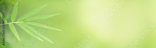 Closeup of green bamboo nature leaf on blurred greenery background in garden with bokeh and copy space using as background cover page concept.