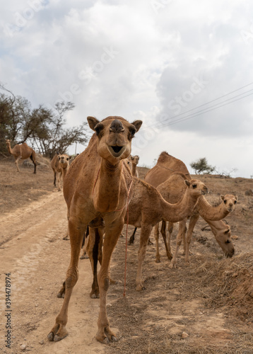   Oman - 10 januari 2020