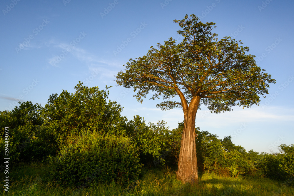 Baobab Tree in native landscape at sunset, Ruaha National Park, Tanzania
Baobab Tree in native landscape at sunset, Ruaha National Park, Tanzania