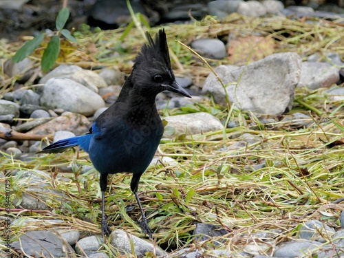 Steller's Jay looking for food near the water stream during salmon run in Goldstream park, Victoria BC photo