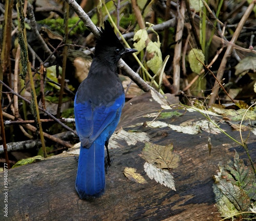 Steller's Jay looking for food near the water stream during salmon run in Goldstream park, Victoria BC photo