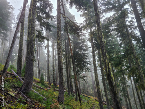 Fog-filled trees in Oregon